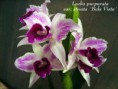 /album/fotogalerie-laelia-purpurata/l-purpurata%20var-striata%20%c2%b4bela%20vista%c2%b4-jpg/